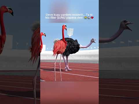 Deve kuşu yardımı reddetti… Ta ki ikiz filler ŞUNU yapana dek! 😭🐘❤️