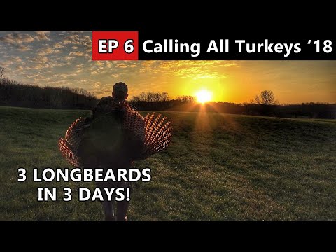 Killing Gobblers and Filling Tags in New York - Calling All Turkeys