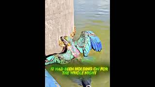 Kind Man Saves A Parrot🥹
