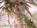 Sesame Street Coconuts