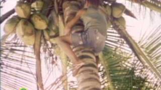 Sesame Street: Coconuts