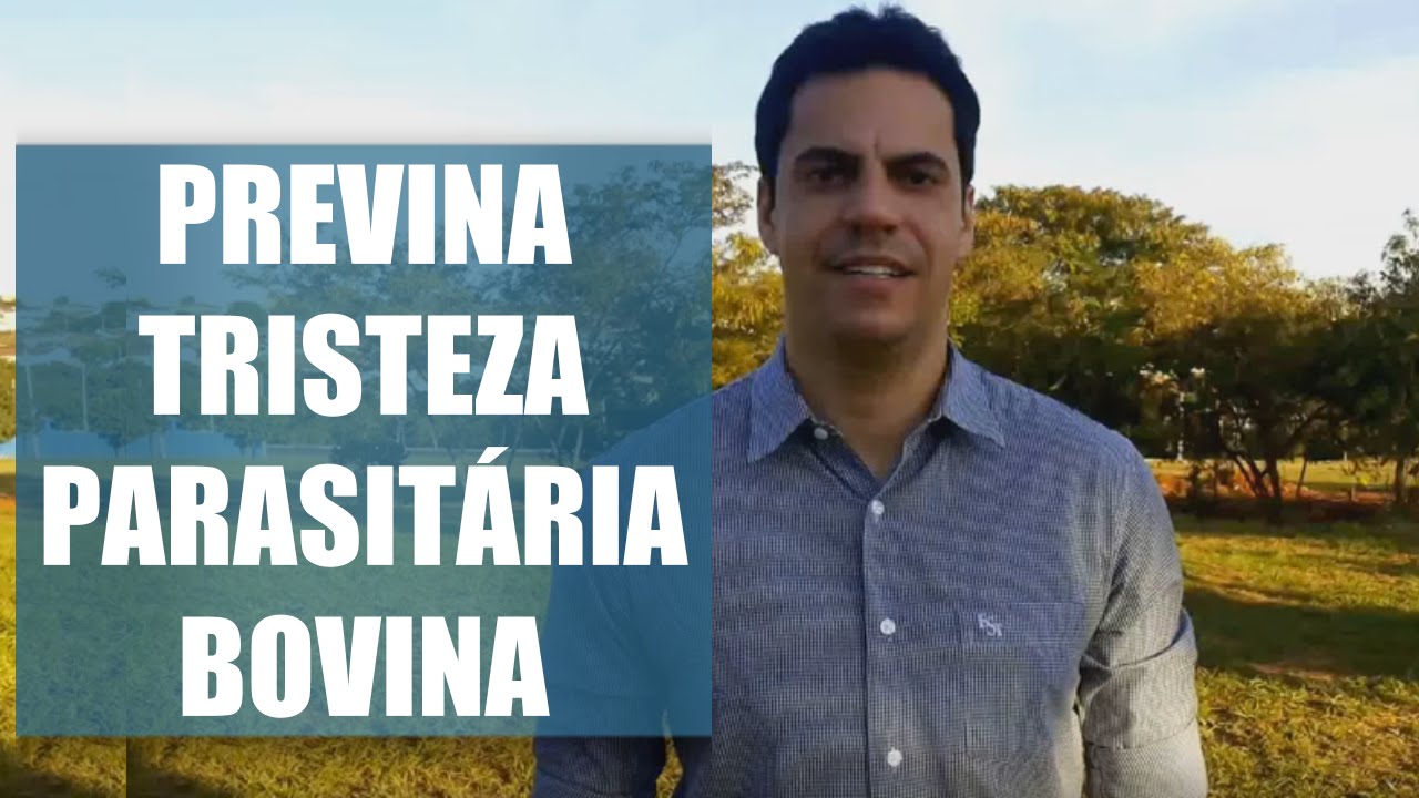 COMO EVITAR A TRISTEZA PARASITÁRIA BOVINA