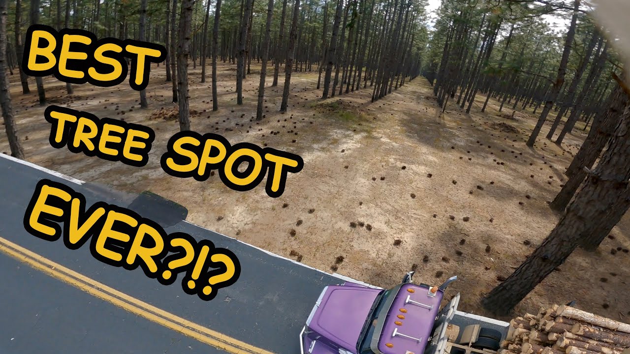 ONLY ONE PACK AT THE BEST TREE SPOT EVER !! (FPV FREESTYLE)