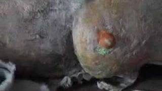 The Frames - The Cost