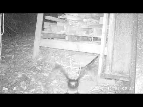 Grey faced petrel adult and chick, Okewa shed, Titirangi 2019