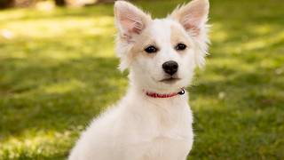 Video preview image #1 American Eskimo Dog-Colonial Cocker Spaniel Mix Puppy For Sale in Marina del Rey, CA, USA