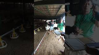 Download lagu panen pokphand || hasilkan broiler terbaik mp3 Download lagu panen pokphand || hasilkan broiler terbaik mp3