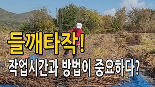 들깨타작 이렇게 하면 쉽고 빠르다! 들깨 타작작업시간 및 방법은?