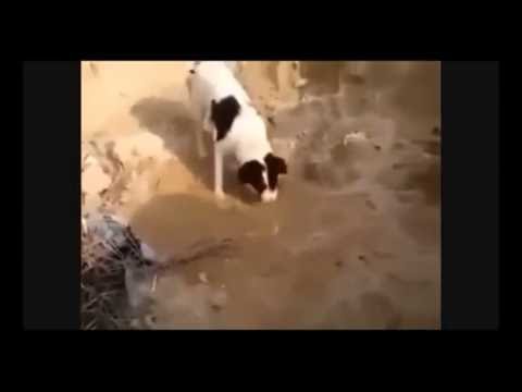 download lagu mp3 mp4 Rip Hund, download lagu Rip Hund gratis, unduh video klip Rip Hund