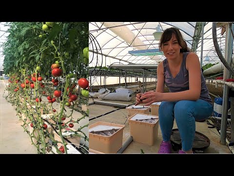 Starting Hydroponic Tomatoes in the Dutch Bucket System