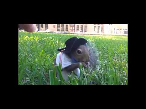 Funny Cat - FUNNY ANIMALS COMPILATION 2013 - Funny Video HD