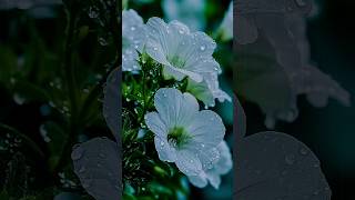 Mr Avnish Best Flower 🌺 Status Only 🌷My Friend #Shorts #youtube #nature #lover #viral #scene