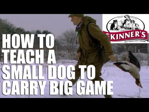 Gundog training tips – How to get your small dog to carry big game Gundog training tips – How to get your small dog to carry big game
