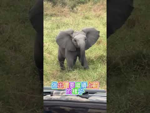 超萌的大象幼崽
