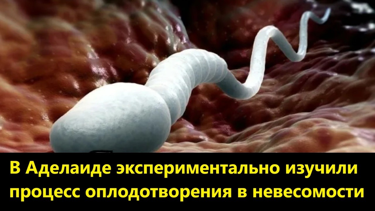В Аделаиде экспериментально изучили процесс оплодотворения в невесомости