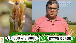 ধানের পোকা দমন