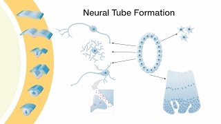 Neurulation