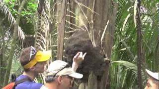 preview picture of video 'Belize Rainforest & Reef Eco Adventure'