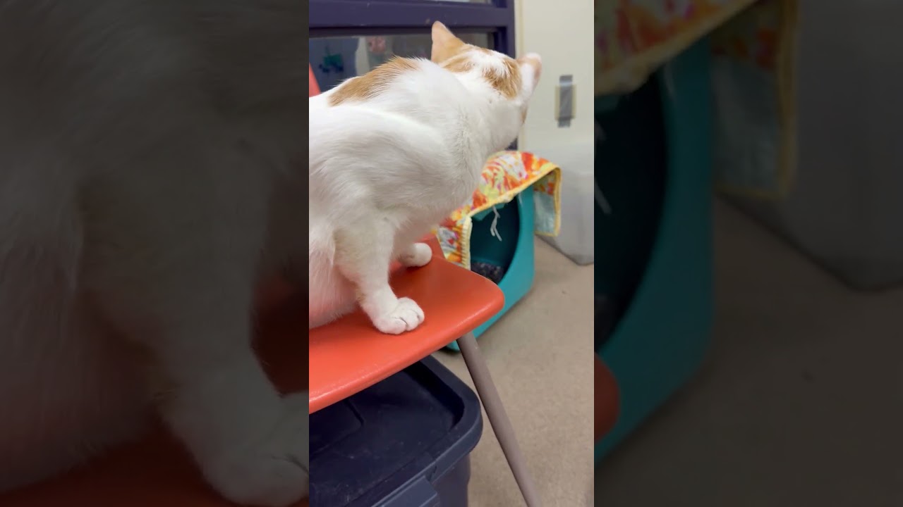 Tate, a Adoptable Domestic Short Hair in Oshkosh, WI video 6/6