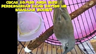 Download lagu Cucak Kombo Anda Bisu..! Perdengarkan Kicau Cucak Kombo ini mp3 Download lagu Cucak Kombo Anda Bisu..! Perdengarkan Kicau Cucak Kombo ini mp3