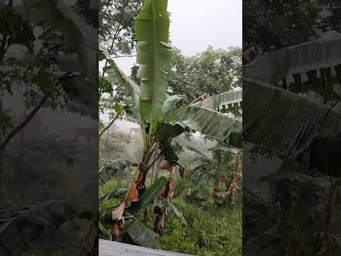 Mocoa Putumayo Colombia 19°C.