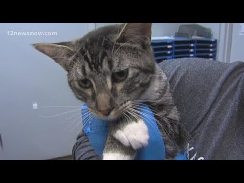 'Stripey,' 5-month-old kitten needs a home