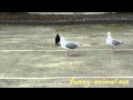 Crows And Seagulls Eating At Our Parking Lot 停车场喂鸟
