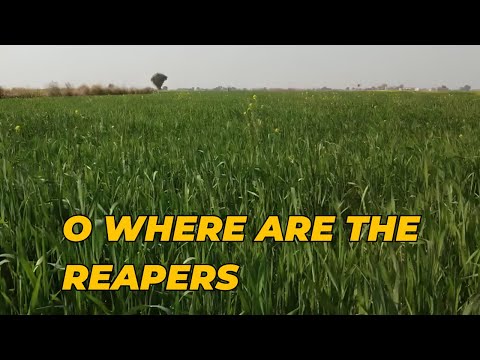 O where are the reapers (Root) - With lyrics