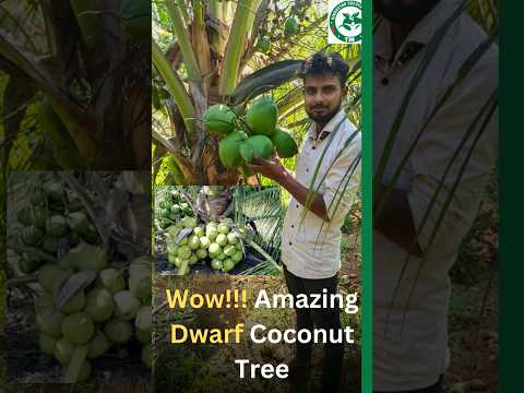 Green Dwarf Coconut Plant