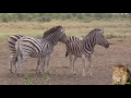 Zebra Mating Season In Kruger Park