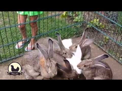 MOJE SELO : Jeftino i lako – uzgoj kunića u kavezu, oboru i dvorištu!