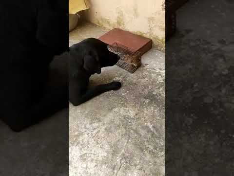 Our Sophie 🐕playing with a Mouse🐀