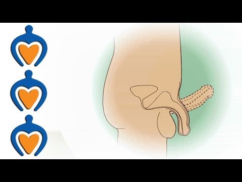 Cum se măsoară corect dimensiunea penisului