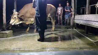 Download lagu PERLAWANAN SAPI MAU DI SEMBELIH mp3