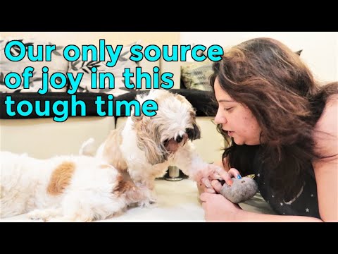 The only source of our joy in this tough time - our babies | Fun play time with puppies