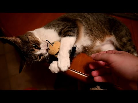 "I Roll Because the Catnip Bee I Want!"