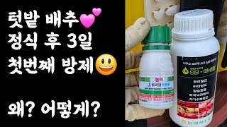 배추 정식 후 3일