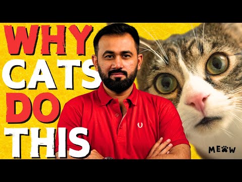 An interesting fact about Cats | Baithak Clip