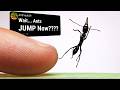 My New Pet Ants Think They Are Jumping Spiders