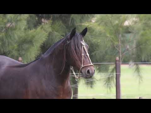 Lote 13 ORDEM DA CABANHA SANTA FÉ