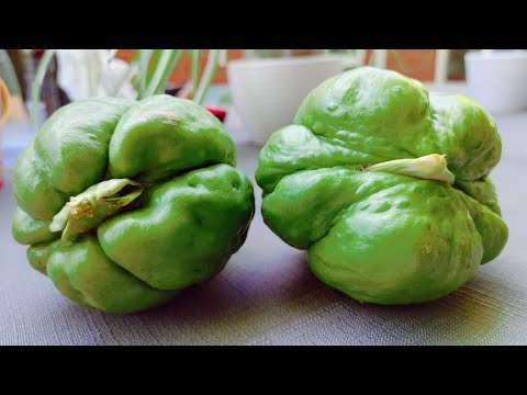 HOW TO GROW CHOKOS (CHAYOTE) THE PROPER DIRECTION OF PLANTING & YOU'LL BE AMAZE OF THE RESULT