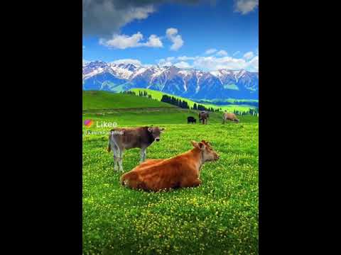 beautiful chaina cow #shorts #animals #shortvideos