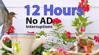 12 Hours of Birds 🐦 and Squirrels 🐿Uninterrupted CatTV with Fountain, Bird Sounds and Water Sounds