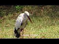 WHITE STORK