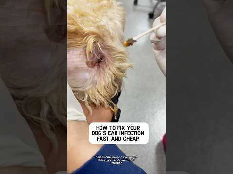 How to fix your dogs ear infection #dogallergies #dogtips