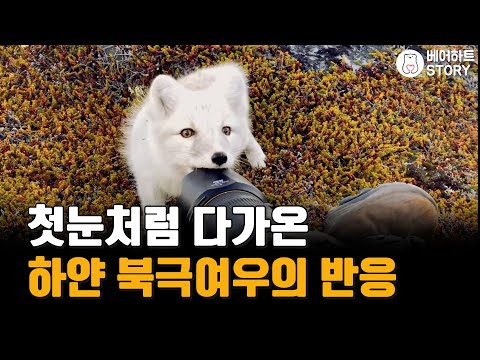 , title : '사진 촬영 중 만난 새하얀 야생 북극여우의 반응'