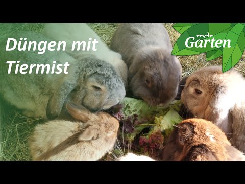 , title : 'Mist von Kaninchen, Hühnern und Würmern für den Garten | MDR Garten'