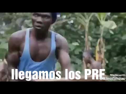 Llegaron los PRE   respuesta a las pre