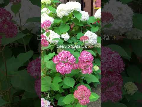 屋外の庭のアジサイ・クチナシと関連付けられる花は何ですか