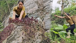 Vien went to the forest to find vegetables to sell. Tam stayed at home and built a kitchen.